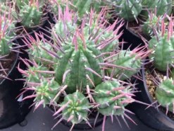 Green Aura -Green Aura ferox 1