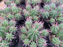 Cactus Plant Small Euphorbia Ferox -Green Aura ferox 2