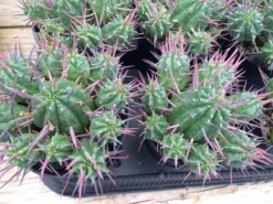 Cactus Plant Small Euphorbia Ferox -Green Aura ferox 3 1