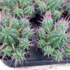 Cactus Plant Small Euphorbia Ferox -Green Aura ferox 3