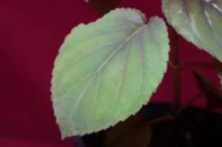 Gloxinia Perrenis -Green Aura glox2