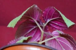 Gloxinia Perrenis -Green Aura glox3