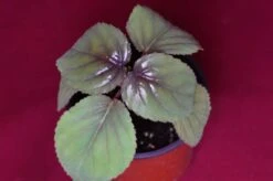 Gloxinia Perrenis -Green Aura glox4