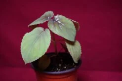 Gloxinia Perrenis -Green Aura glox5