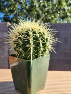 Echinocactus Grusonii - Golden Barrel Cactus 4" Pot -Green Aura golden barrel a rotated 1