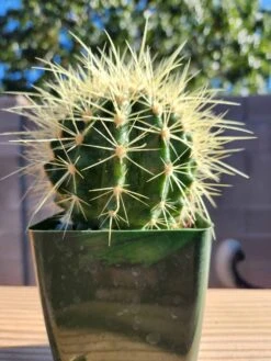 Echinocactus Grusonii - Golden Barrel Cactus 4" Pot -Green Aura golden barrel rotated 1