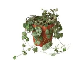 Beautiful String Of Hearts (Ceropegia Woodii) - Trailing Succulent For Indoor Decor | 4-inch Pot