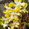 Dendrobium Banana Royal X Anching Lubag 4" Pot -Green Aura hyb 000389837 100038415
