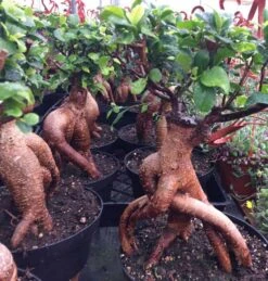 Succulent Plant Mature Ficus Ginseng. -Green Aura il 1140xN.2249366414 ndkf