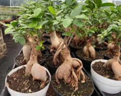 Succulent Plant Mature Ficus Ginseng. -Green Aura il 1140xN.3190744821 roqm