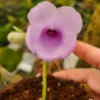 Gloxinia Perrenis -Green Aura il 1140xN.5018515375 skvr