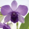 Dendrobium Aridang Blue Comes In 4" Pot