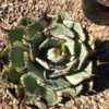 Mature Agave Lucky Crown Century Plant. -Green Aura il 794xN.2101048669 nmnn