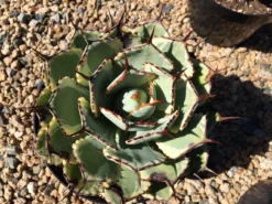 Mature Agave Lucky Crown Century Plant.