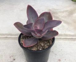 Mature Succulent Plant Echeveria 'Hortencia' Hybrid. -Green Aura il 794xN.2414885786 863w