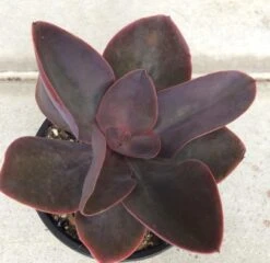 Mature Succulent Plant Echeveria 'Hortencia' Hybrid. -Green Aura il 794xN.2414886036 5yx0