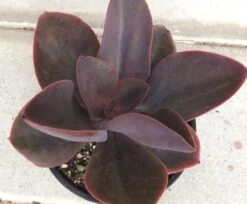 Mature Succulent Plant Echeveria 'Hortencia' Hybrid. -Green Aura il 794xN.2462510255 r4xe