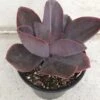 Mature Succulent Plant Echeveria 'Hortencia' Hybrid. -Green Aura il 794xN.2462510341 4bkh