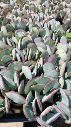 Succulent Plant Medium Silver Dollar Jade -Green Aura il 794xN.3227698889 ny23