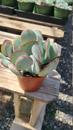 Succulent Plant Medium Silver Dollar Jade -Green Aura il 794xN.3227699087 szsm 1