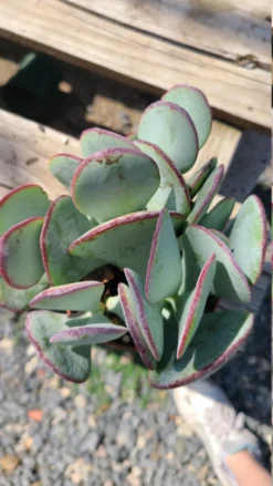 Succulent Plant Medium Silver Dollar Jade -Green Aura il 794xN.3227699291 8jw6