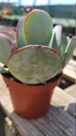 Succulent Plant Medium Silver Dollar Jade -Green Aura il 794xN.3227699349 7tlb 1