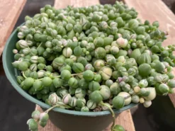 Mature Succulent Plant Variegated String Of Pearls -Green Aura il 794xN.3449024694 507o