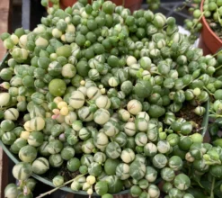 Mature Succulent Plant Variegated String Of Pearls -Green Aura il 794xN.3449024698 mttv 1