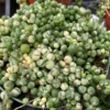 Mature Succulent Plant Variegated String Of Pearls 2 Mature Succulent Plant Variegated String Of Pearls -Green Aura il 794xN.3449024698 mttv