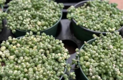 Mature Succulent Plant Variegated String Of Pearls -Green Aura il 794xN.3449024700 ojvr