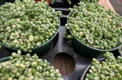 Mature Succulent Plant Variegated String Of Pearls -Green Aura il 794xN.3449024846 1cbo