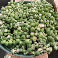 Mature Succulent Plant Variegated String Of Pearls -Green Aura il 794xN.3496688613 chzc
