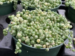 Mature Succulent Plant Variegated String Of Pearls -Green Aura il 794xN.3496688653 3i81