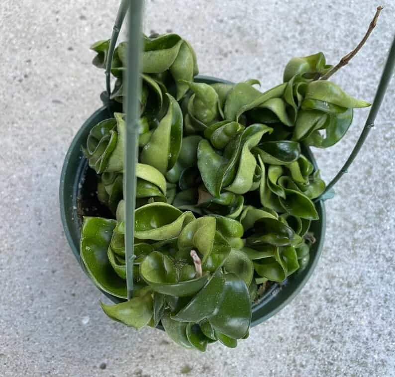 Succulent Plant Large Green Hindu Hoya. 5 Succulent Plant Large Green Hindu Hoya. - Image 3