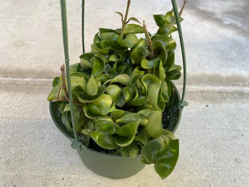 Succulent Plant Large Green Hindu Hoya. 8 Succulent Plant Large Green Hindu Hoya. - Image 6