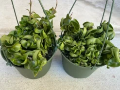 Succulent Plant Large Green Hindu Hoya. 12 Succulent Plant Large Green Hindu Hoya. -Green Aura il 794xN.3672813044 ezgv 1