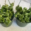 Succulent Plant Large Green Hindu Hoya. -Green Aura il 794xN.3672813044 ezgv