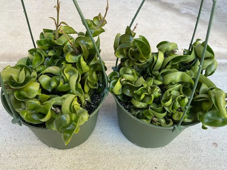 Succulent Plant Large Green Hindu Hoya. 3 Succulent Plant Large Green Hindu Hoya.