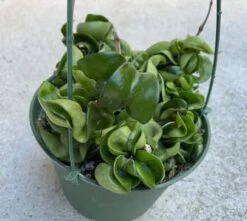 Succulent Plant Large Green Hindu Hoya. 14 Succulent Plant Large Green Hindu Hoya. -Green Aura il 794xN.3720413445 nmqh