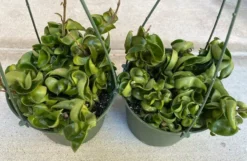 Succulent Plant Large Green Hindu Hoya. 15 Succulent Plant Large Green Hindu Hoya. -Green Aura il 794xN.3720413517 91tc