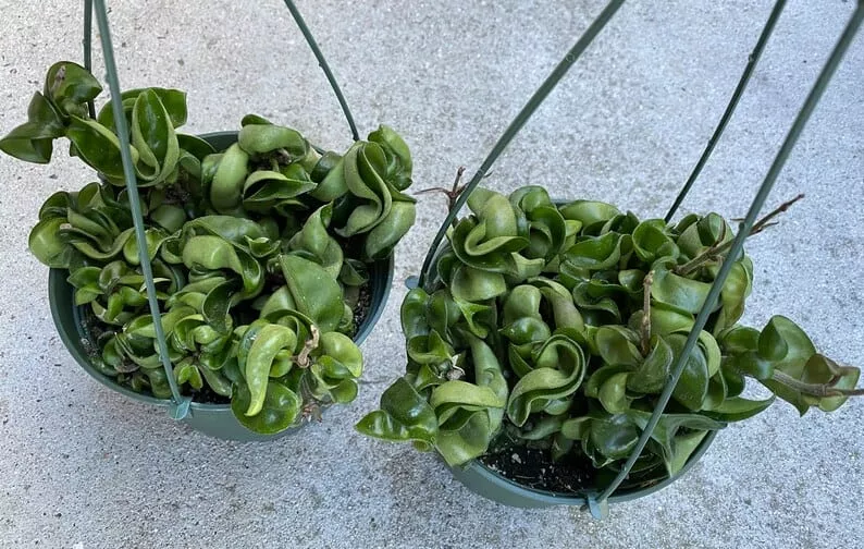 Succulent Plant Large Green Hindu Hoya. 10 Succulent Plant Large Green Hindu Hoya. - Image 8