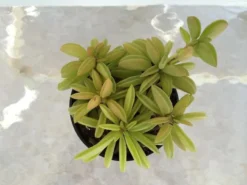 Medium Succulent Plant Peperomia Dolabriformis.