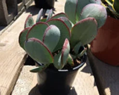 Succulent Plant Medium Silver Dollar Jade -Green Aura il 794xN.630135361 gtgq