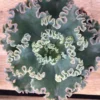 Succulent Plant Mature Sea Dragon. -Green Aura il 794xN.921223139 rrs4
