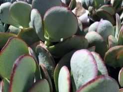 Succulent Plant Medium Silver Dollar Jade -Green Aura il 794xN.935506589 o9hz