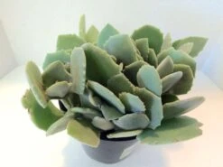 Medium Succulent Plant - Kalanchoe Millotii. Beautiful, Suede Textured, Fleshy, Pale Green Leaves. -Green Aura il fullxfull.1030260093 k04m