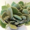Medium Succulent Plant - Kalanchoe Millotii. Beautiful, Suede Textured, Fleshy, Pale Green Leaves. -Green Aura il fullxfull.1030260099 bihj