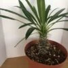 Large Madagascar Palm | A Very Unique And Beautiful Cactus -Green Aura il fullxfull.1033953782 4zx6