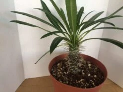 Large Madagascar Palm | A Very Unique And Beautiful Cactus