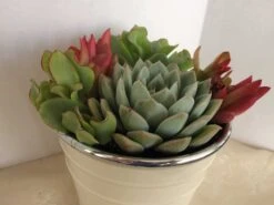 Medium Succulent Plant - Arrangement In Round, White Enameled Planter With A Metal Rim. Beautiful, Completely Assembled Dish Garden.. -Green Aura il fullxfull.1217181596 dui1